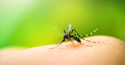 Zanzare, zecche e altri artropodi pungenti 